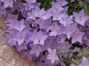 Campanula fragilis